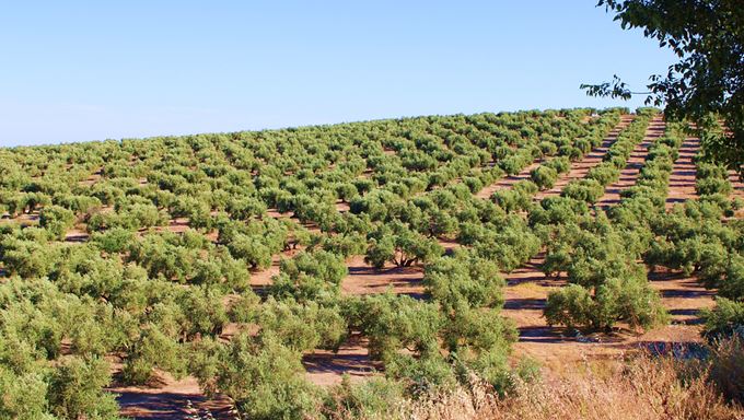 Biopesticiden om het olijfolie-erfgoed te redden