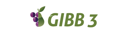GIBB 3
